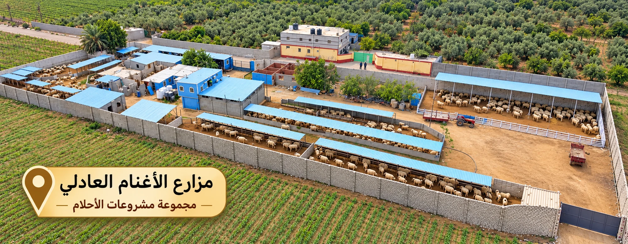 Al-Adely Sheep Farms